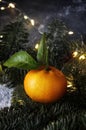 juicy tangerines on the table, delicious background, festive table for Christmas, fir branches, vitamins for health