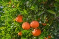 juicy tangerines on a tree branch in the Mediterranean 4