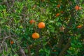 juicy tangerines on a tree branch in the Mediterranean 1