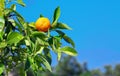 Juicy tangerines on a tree branch
