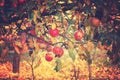 Juicy tasty red apples on an autumn branch of apple tree in the Royalty Free Stock Photo