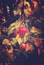 Juicy tasty red apples on an autumn branch of apple tree in the Royalty Free Stock Photo