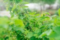 Juicy unripe green berries of red currant growing on branch of big bush with leaves in garden. Vitamins,nature concept. Royalty Free Stock Photo