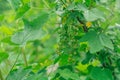 Juicy unripe green berries of red currant growing on branch of big bush with green leaves in shadow in garden. Close up. Royalty Free Stock Photo