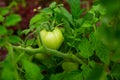 Juicy unripe tomato hanging on a green bush among foliage Royalty Free Stock Photo