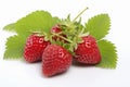 Juicy and vibrant red strawberries with fresh green leaves isolated on a clean white background Royalty Free Stock Photo