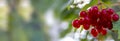 juicy viburnum on a branch grow against the sky, harvest of red viburnum Royalty Free Stock Photo