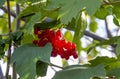 juicy viburnum on a branch grow against the sky, harvest of red viburnum Royalty Free Stock Photo