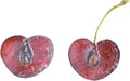 Juicy watercolor cherries. Watercolor in vector