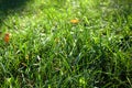 Juicy wet green grass lawn in the morning time. Pure water dew. Freshness. Water drops under the sunlight