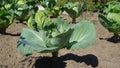 Juicy white cabbage grows on a bed. vegetable garden