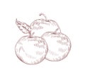 Juicy whole apples realistic vector illustration. Raw fruit with leaves isolated clip art on white background. Organic