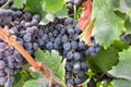 Juicy wine black grapes growing on farm