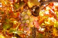Juicy wine grapes growing in the vineyard at autumn time