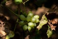 Juicy wine grapes growing in the vineyard at autumn time