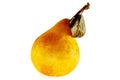 A juicy yellow, brown pear