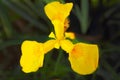 Juicy yellow iris on a dark background macro shot