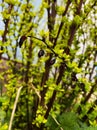 Juicy yellow sprig of barberry with dry berry