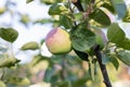 Juicy young apples hang on a tree branch in the rays of the sun. Green apples with red barrels on the branches of an