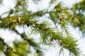 Juicy young coniferous spruce branches with small seed