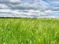 Green wheat ears on the field and a blue sky with clouds Royalty Free Stock Photo