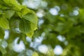Juicy young leaves of linden Tilia on a blurred green backgrou Royalty Free Stock Photo