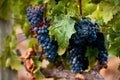 Juicy, yummy grapes. Still life shot of a bunch of grapes growing on a vineyard.