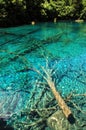 Five Flower Lake with submerged trees in Juizhaigou Nine Villages Valley, Sichuan, China Royalty Free Stock Photo