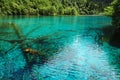 Five Flower Lake with submerged trees in Juizhaigou Nine Villages Valley, Sichuan, China Royalty Free Stock Photo