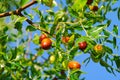 Jujube Royalty Free Stock Photo