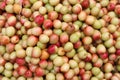 Jujube backgrounds. Fresh and delicious Indian jujube fruits, Chinese date