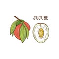 Jujube. A branch with leaves, a fruit. Part of the fetus