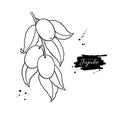 Jujube branch vector drawing. Chinese Date isolated illustration.