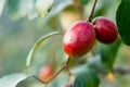 The jujube fruit, also known as the red date or Chinese apple Royalty Free Stock Photo
