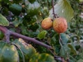 Jujube fruit in the garden.Ziziphus jujuba, commonly calledÃÂ jujubeÃÂ ,ÃÂ red date,ÃÂ Chinese date,ÃÂ is a species in the genus