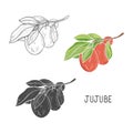 Jujube. Fruit and leaves. Sketch. Set. A design element