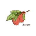 Jujube. Fruit and leaves. Sketch. On a white background.
