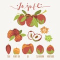 Jujube fruit set, variety of Ziziphus species, plants. Red date, Chinese, Korean or Indian date