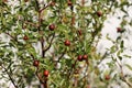 Jujube fruits. Autumn fruits. Giuggiolo. Royalty Free Stock Photo