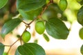 Jujube fruits growing on its trees