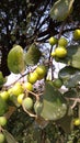 Jujube fruits on a tree on a background of green leaves. Delicious Asian Indian jujube or ber or berry fruit. Natural, Sweet fo Royalty Free Stock Photo