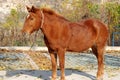 2019111421Ã¯Â¼Å¡A jujube horse in Shidu scenic area, Beijing, China.