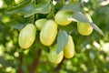 Jujube jojoba plant tree Royalty Free Stock Photo