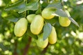 Jujube jojoba plant tree