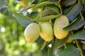 Jujube jojoba plant tree Royalty Free Stock Photo