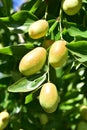 Jujube jojoba plant tree Royalty Free Stock Photo