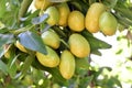 Jujube jojoba plant tree Royalty Free Stock Photo