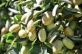 Jujube jojoba plant tree Royalty Free Stock Photo