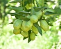 Jujube jojoba plant tree