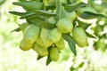 Jujube jojoba plant tree